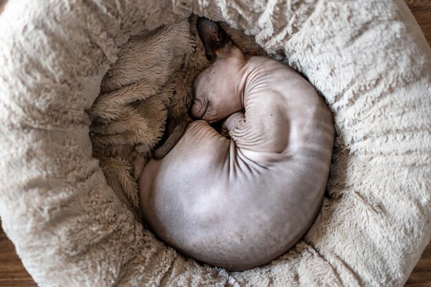 Un gato Sphynx duerme en una cama para gatos