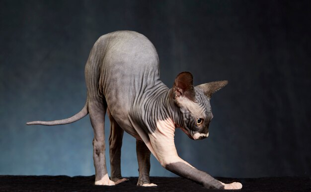 Gato Sphynx, estendendo-se