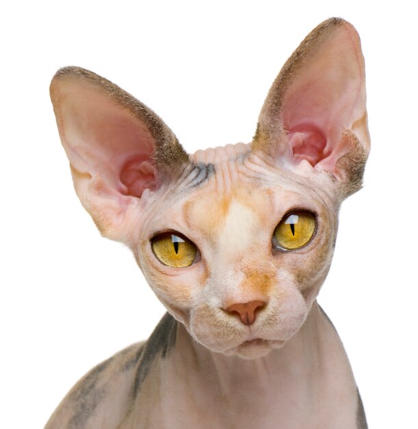 Gato Sphynx, na frente de fundo branco