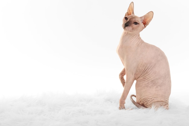 Gato Sphynx sem pêlo isolado no branco