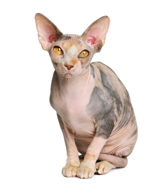 Gato Sphynx, sentado em frente ao fundo branco