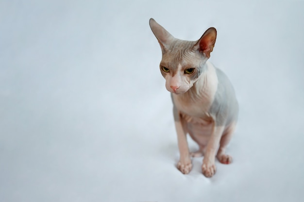 Gato Sphynx sentado em tecido