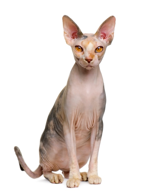 Gato Sphynx, sentado frente a fondo blanco