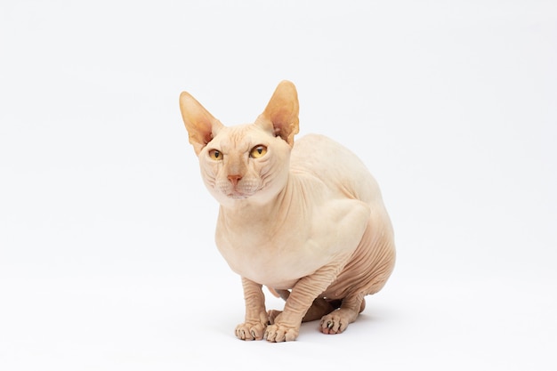 El gato sphynx se sienta en blanco