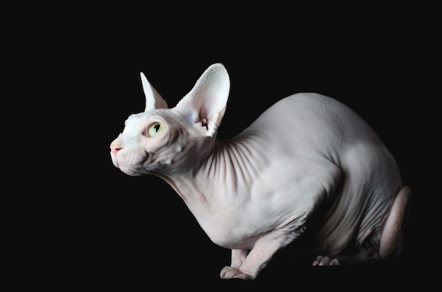 Gato Sphynx sobre fondo negro, elegante, hermoso