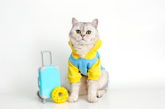 El gato con una sudadera azul se sienta con una maleta en un fondo blanco