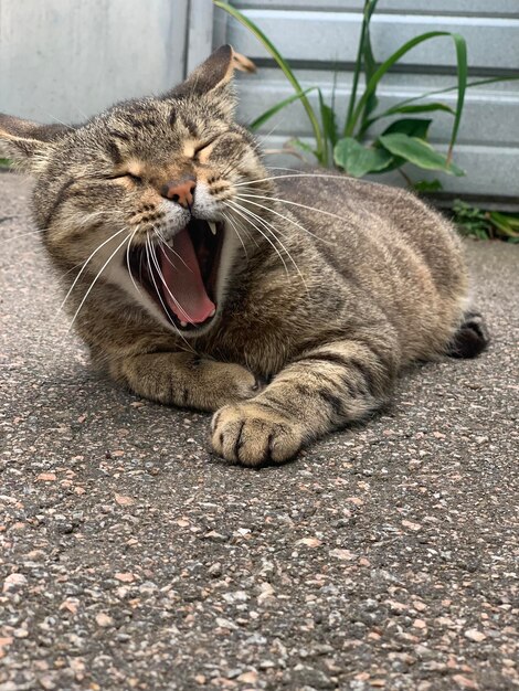 Foto gato en el suelo