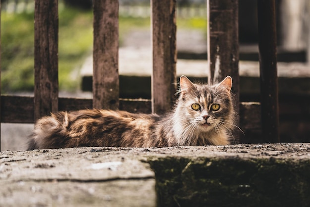 Gato surpreso andando no jardim incrível vida selvagem