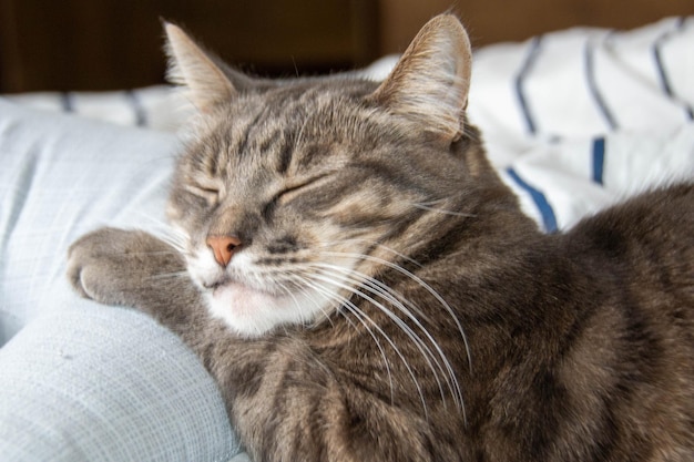 Un gato tabby se acuesta en una cama con almohadas y mira a la cámara