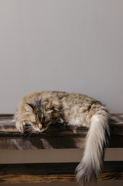 Gato tabby bonito dormindo em um banco de madeira Gato adorável relaxando em um quarto ensolarado Conceito de tranquilidade e paz Animais de estimação em casa Espaço de cópia de banner animal