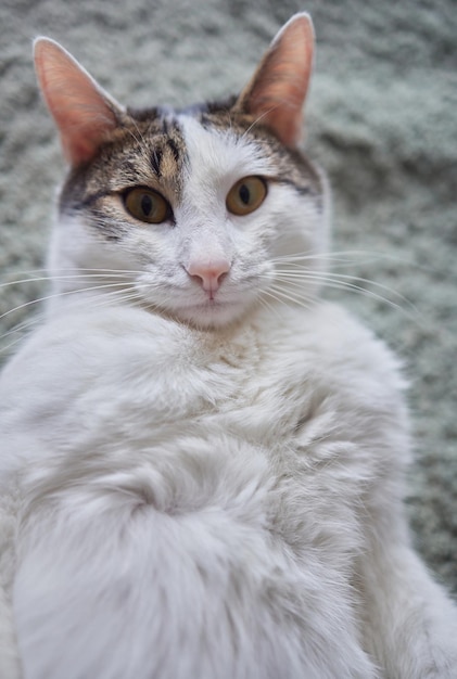 gato tabby com olhos verdes deitado confortavelmente em um tapete