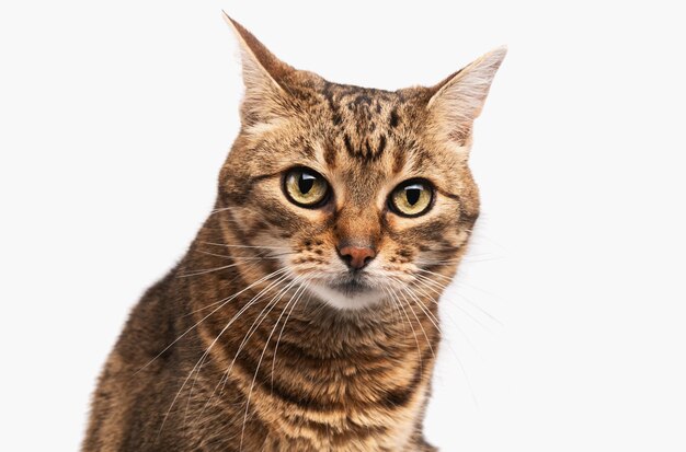 Gato tabby de raça mista isolado em fundo branco