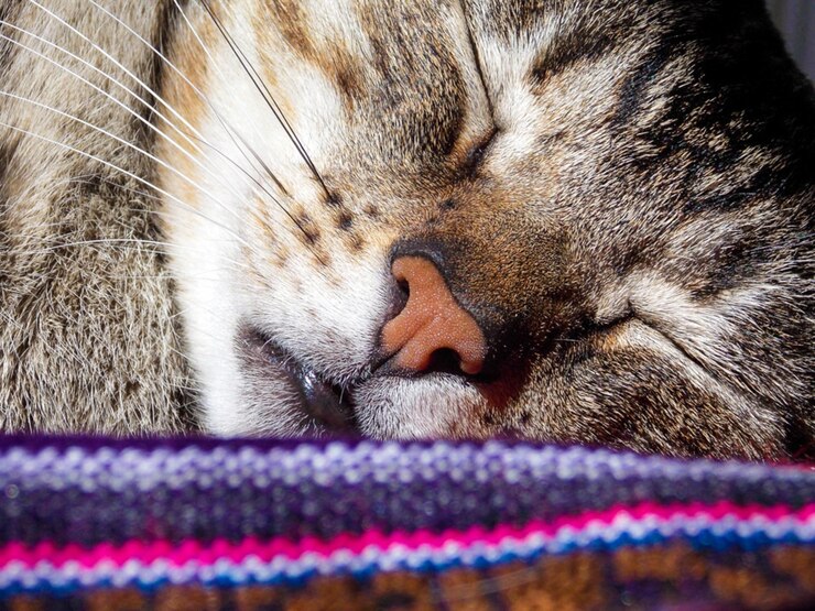 El gato Tabby durmiente