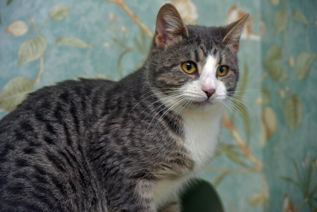 Foto gato tabby gris y blanco con ojos naranjas de cerca