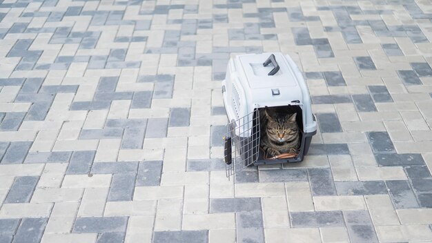 El gato tabby gris yace en un portador en la acera al aire libre