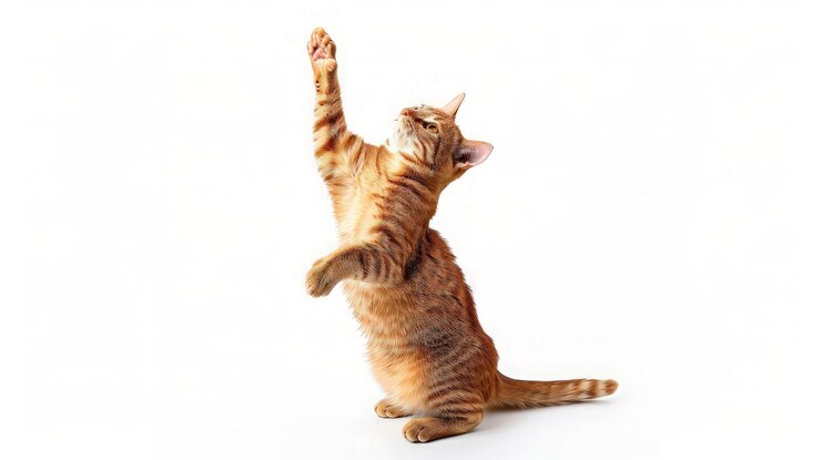 El gato tabby juguetón