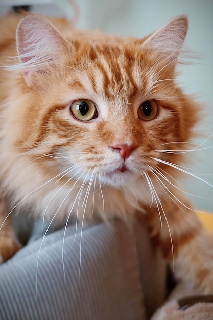 Foto gato tabby laranja