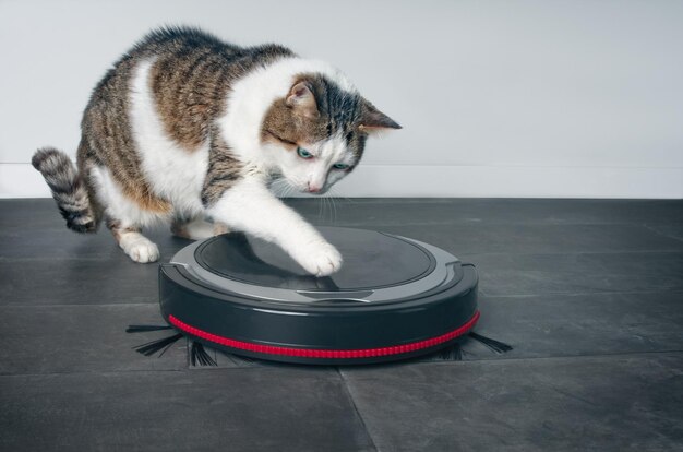 Gato tabby mirando con curiosidad a una aspiradora robot