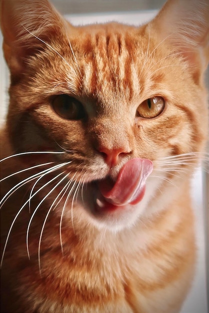 Foto gato tabby naranja