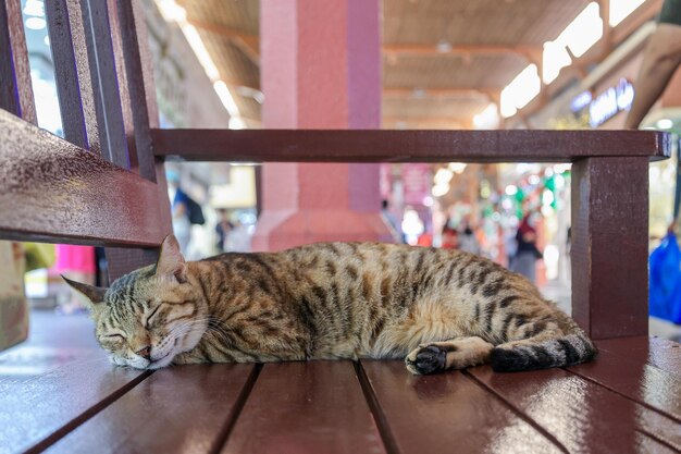 Gato tabby sem-abrigo dorme em um banco em um mercado tradicional em Dubai UAE foco seletivo