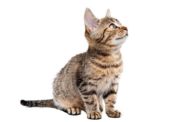 Foto gato tabby sentado y mirando hacia arriba en un fondo aislado