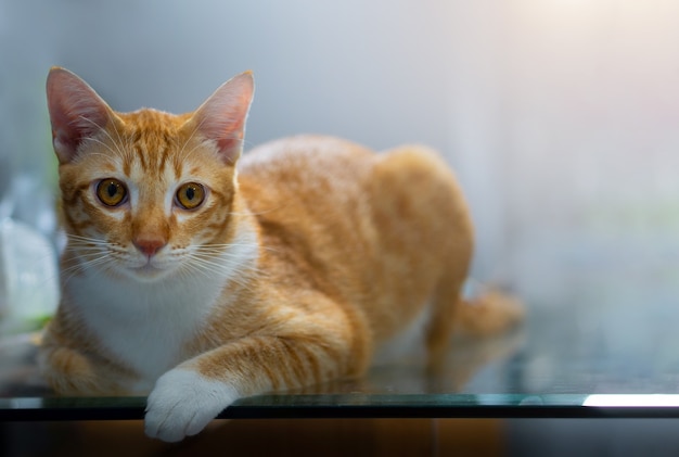 Gato tailandés anaranjado se está relajando en la casa.