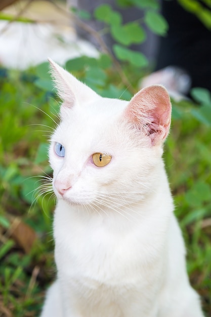 Gato tailandés del color blanco con 2 diversos ojos coloreados, Heterochromia Iridum