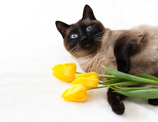 Gato tailandês com tulipas amarelas Cartão fotográfico da primavera com flores e animais