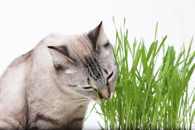 El gato tailandés come hierba. Vitaminas y comida para gatos.