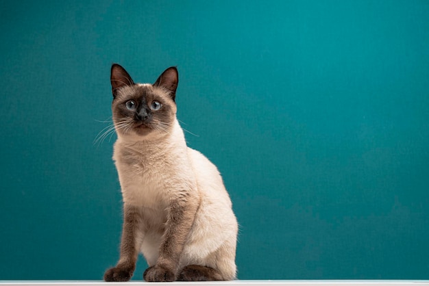 Gato tailandês em um fundo azul gato siamês gato tailandês olhando de corpo inteiro sentado no chão da casa