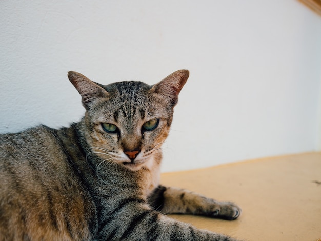 Gato tailandês está relaxando no canto da janela