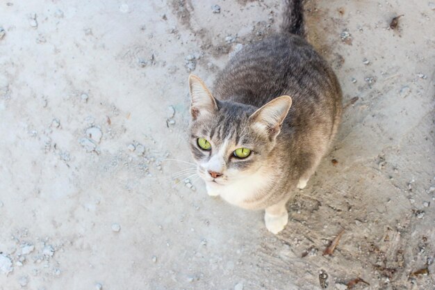 Gato tailandês está sentado Gato branco-cinza bonito senta-se no chão