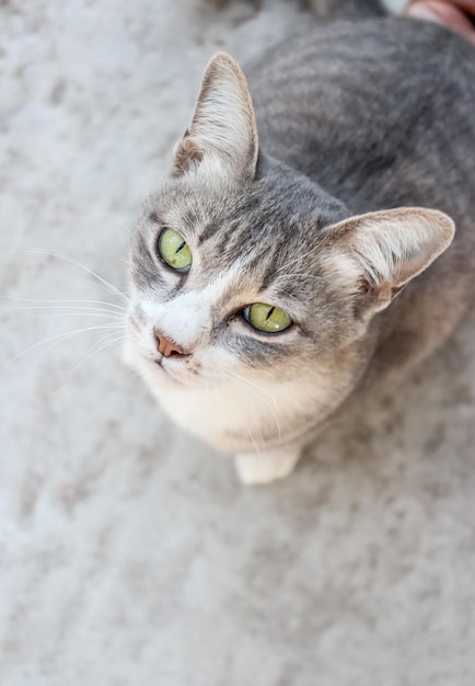 Gato tailandês está sentado Gato branco-cinza bonito senta-se no chão