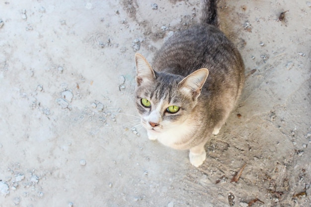 Gato tailandés está sentado Lindo gato blanco y gris se sienta en el suelo