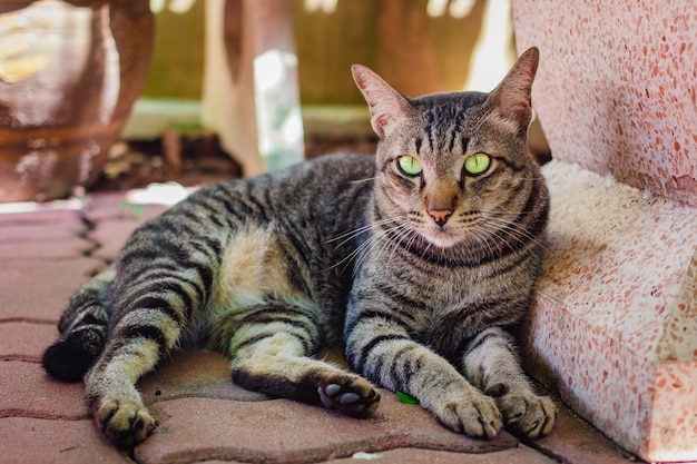 Gato tailandês, lindo animal em casa.