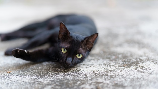 Foto gato tailandés negro tendido en el suelo de cemento