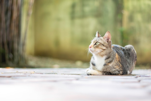 Gato tailandés con un patrón de tigre está buscando algo de raza Tailandia Fondo de espacio de copia libre