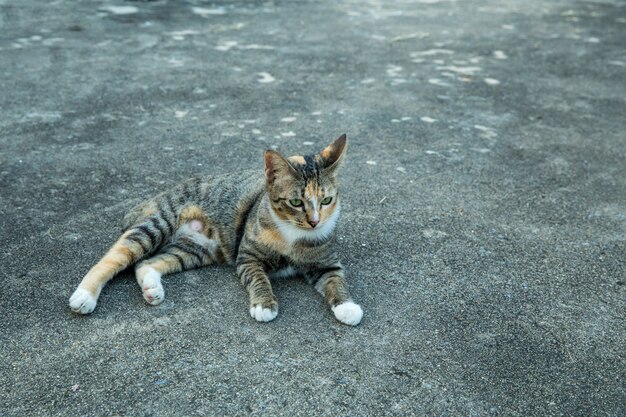 Gato tailandés en el piso de cemento