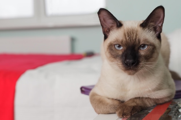 Gato tailandês severo e sério olhando estritamente