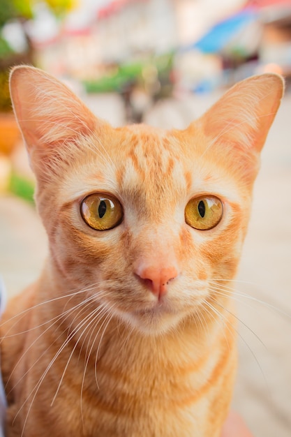 Gato tailandês tão fofo.