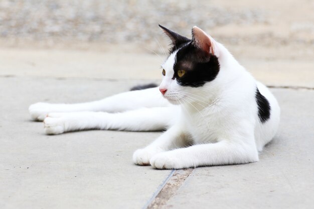 Gato tailandês