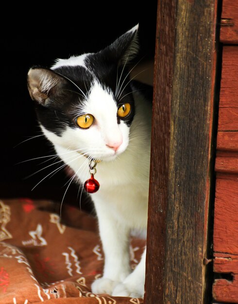 Foto gato tailandês