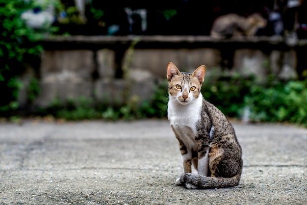 Gato tailandês