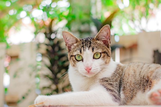 Gato tailandês