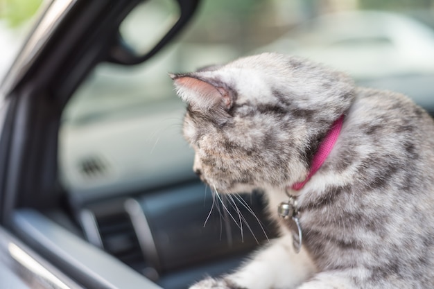 Gato tão fofo sentado dentro de um carro esperar pela viagem