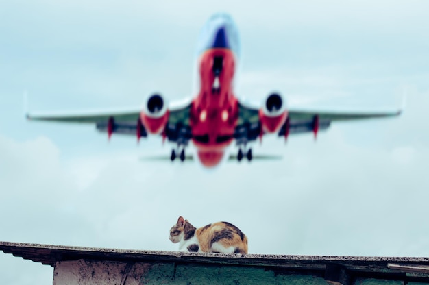 Foto gato en el techo con un avión volando en el cielo