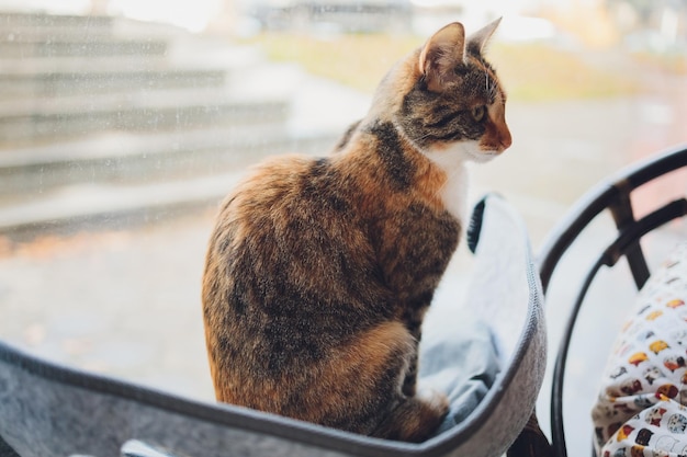 Gato tendido en la cama de pared de vidrio en casa