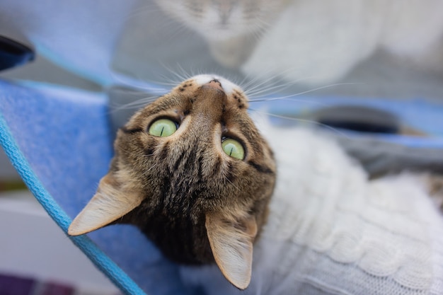 Foto gato tendido en la cama de pared de vidrio en casa