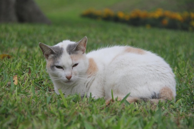 Gato tendido en la hierba