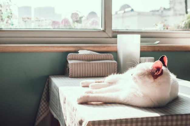 Gato tendido en la mesa de comedor en casa